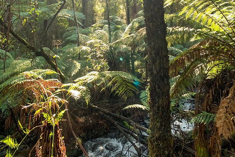 Hiking Tour To Aqueduct And Warburton Valley Lookout - Holiday Byron Bay 3