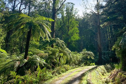 Hiking Tour To Aqueduct And Warburton Valley Lookout - Holiday Byron Bay 1