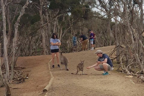 Phillip Island Penguin And Wildlife Tour - Holiday Byron Bay 34