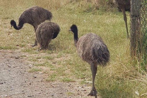 Phillip Island Penguin And Wildlife Tour - Holiday Byron Bay 32