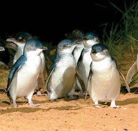 Phillip Island Penguin and wildlife Tour - Holiday Byron Bay