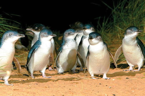 Phillip Island Penguin And Wildlife Tour - Holiday Byron Bay 0