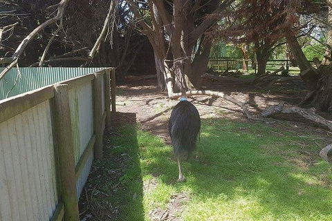 Phillip Island Penguin And Wildlife Tour - Holiday Byron Bay 5