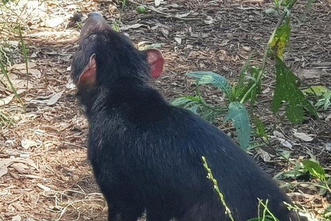 Phillip Island Penguin And Wildlife Tour - Holiday Byron Bay 26