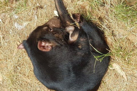 Phillip Island Penguin And Wildlife Tour - Holiday Byron Bay 23