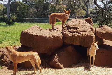 Phillip Island Penguin And Wildlife Tour - Holiday Byron Bay 7