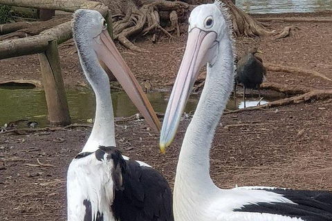 Phillip Island Penguin And Wildlife Tour - Holiday Byron Bay 6