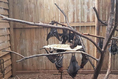 Phillip Island Penguin And Wildlife Tour - Holiday Byron Bay 31