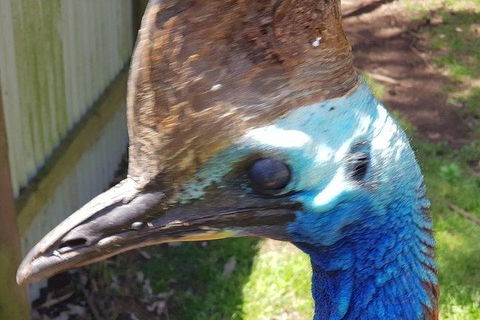 Phillip Island Penguin And Wildlife Tour - Holiday Byron Bay 19