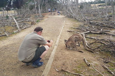 Phillip Island Penguin And Wildlife Tour - Holiday Byron Bay 30