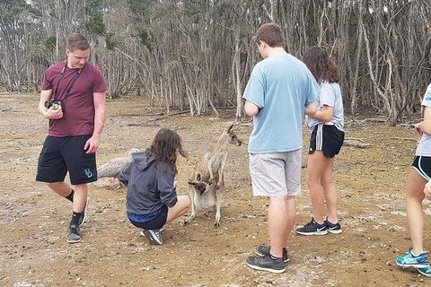 Phillip Island Penguin And Wildlife Tour - Holiday Byron Bay 3
