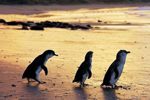 Phillip Island Penguin And Wildlife Tour - Holiday Byron Bay 13