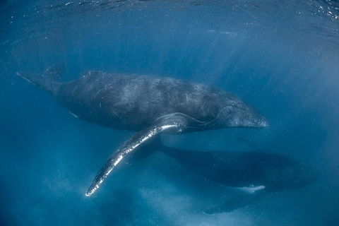 Full-Day Whale Watching Snorkeling And Swimming At Coral Bay - Holiday Byron Bay 6