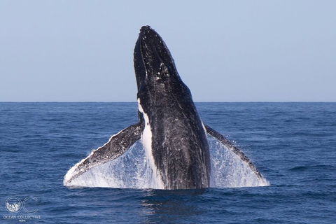 Full-Day Whale Watching Snorkeling And Swimming At Coral Bay - Holiday Byron Bay 0