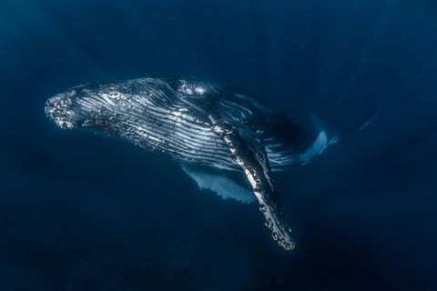 Full-Day Whale Watching Snorkeling And Swimming At Coral Bay - Holiday Byron Bay 7