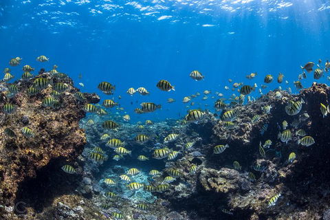 Full-Day Whale Watching Snorkeling And Swimming At Coral Bay - Holiday Byron Bay 1