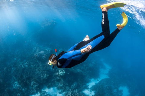 Full-Day Whale Watching Snorkeling And Swimming At Coral Bay - Holiday Byron Bay 2