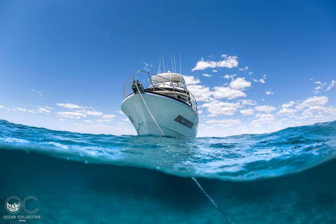 Full-Day Whale Watching Snorkeling And Swimming At Coral Bay - Holiday Byron Bay 3