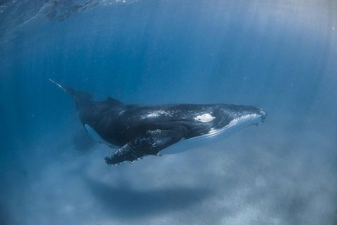 Full-Day Whale Watching Snorkeling And Swimming At Coral Bay - Holiday Byron Bay 5