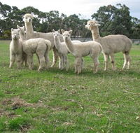 Blackgate Lodge Alpaca Stud - Holiday Byron Bay