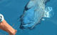 Whitehaven Xpress Whitehaven Beach Tours - thumb 4