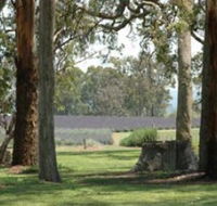 Aloomba Lavender