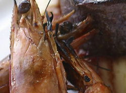 Nicks Bar And Grill - Holiday Byron Bay 2