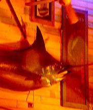 Joes Fish Shack - Holiday Byron Bay 3