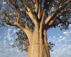 Kununurra WA Holiday Byron Bay