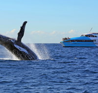 Whale Watching Cruises - Holiday Byron Bay