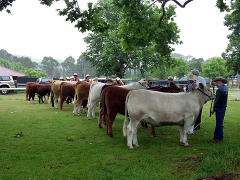 Dorrigo Agricultural Show - Holiday Byron Bay 0