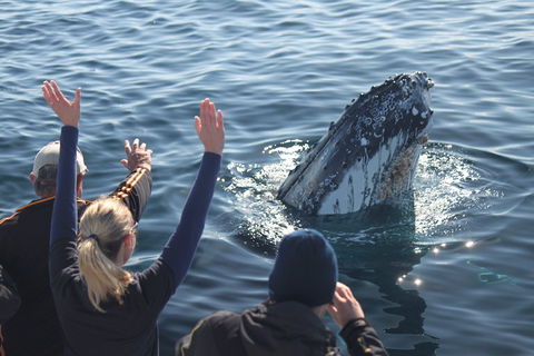 Eden Whale Festival - Holiday Byron Bay 0