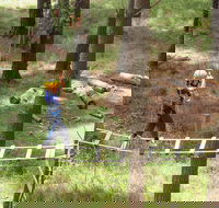 July 2020 Holidays- Go Wild at the Mt Lofty Adventure Hub - Holiday Byron Bay