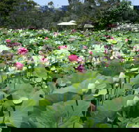Lotus Flower Season - Holiday Byron Bay