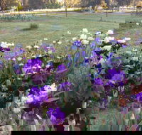 Riverina Iris Farm Open Garden and Iris Display - Holiday Byron Bay