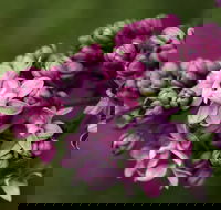 69th Annual Goulburn Lilac City Festival - Holiday Byron Bay