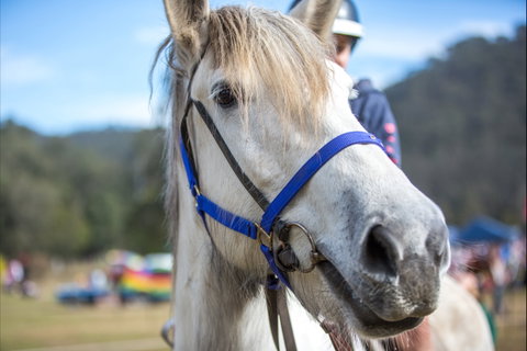 Horses Birthday Festival - Holiday Byron Bay 1