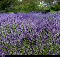 Lavender Herb and Chilli Festival - Holiday Byron Bay