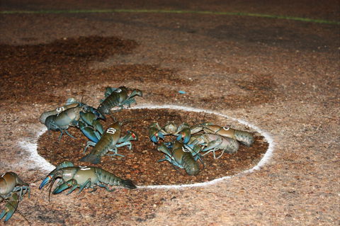 Windorah International Yabby Races - Postponed - Holiday Byron Bay 2