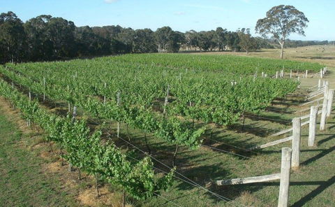 Yarralaw Springs Wines  - Cellar Door Wine Tasting - Holiday Byron Bay 1