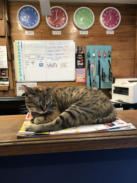 Boardrider Backpacker & Budget Motel - Holiday Byron Bay 4