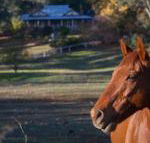 Historic Oak Hill House Estate Truffle Gourmet Festival Region