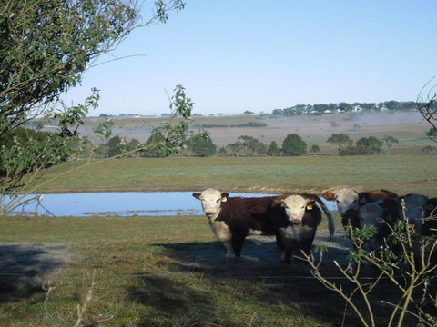 Sutton Downs Renovated Country Home On 100 Acres - Holiday Byron Bay 7