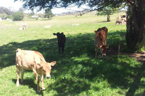 Appin Homestay B & B - Holiday Byron Bay 2