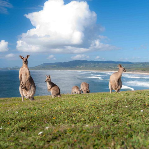 FAMILY ISLAND GETAWAY BEACHFRONT APARTMENT - Holiday Byron Bay 4
