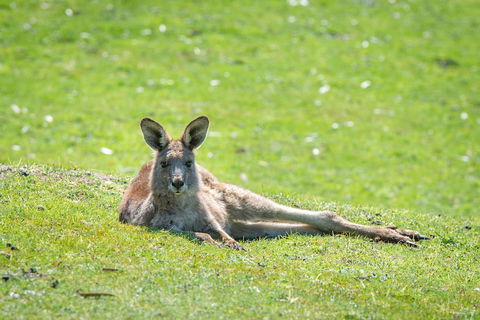Halls Gap Motel - Holiday Byron Bay 5