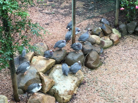 Licuala Lodge - Holiday Byron Bay 4