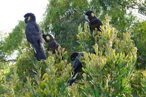 Eagles Rise Tasmania - Holiday Byron Bay 5