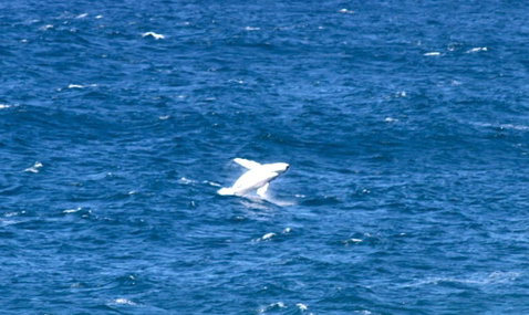Sea Whispers - Holiday Byron Bay 3