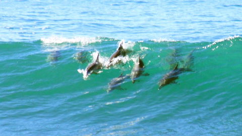 Mollymook Beach Waterfront - Holiday Byron Bay 4